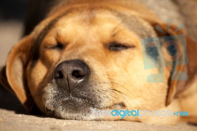 Lazy Dog Stock Photo