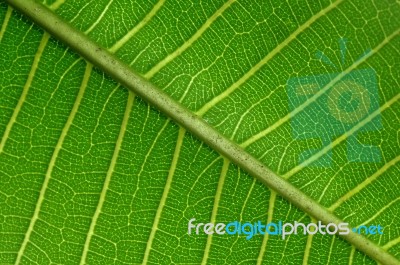 Leaf Stock Photo