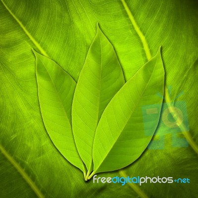 Leaf Stock Photo