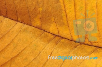 Leaf Stock Photo