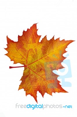 Leaf Stock Photo