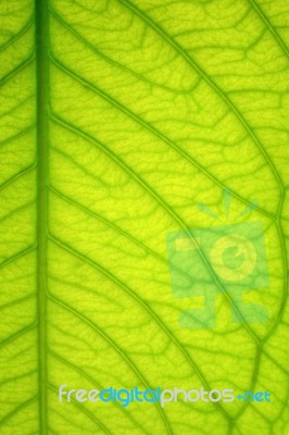 Leaf Stock Photo