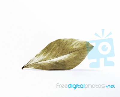 Leaf Stock Photo