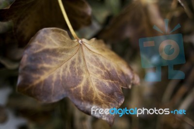 Leaf Stock Photo