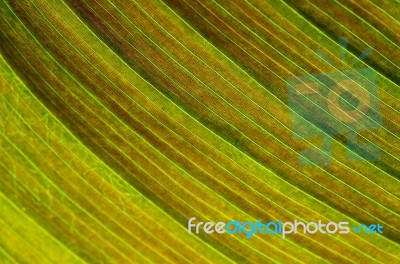 Leaf Abstract Stock Photo