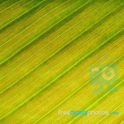 Leaf Abstract Stock Photo