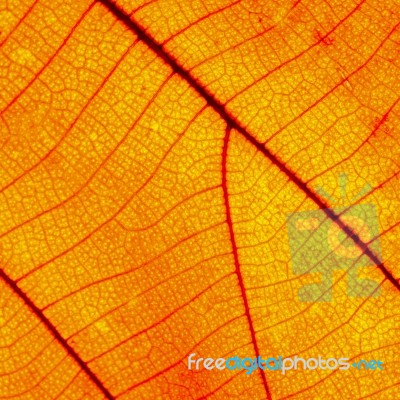 Leaf Abstract Stock Photo