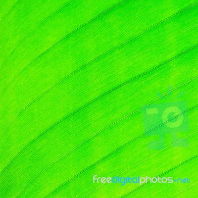 Leaf Abstract Stock Photo