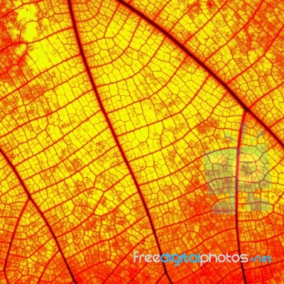 Leaf Abstract Stock Photo