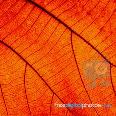 Leaf Abstract Stock Photo