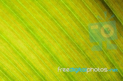 Leaf Abstract Stock Photo