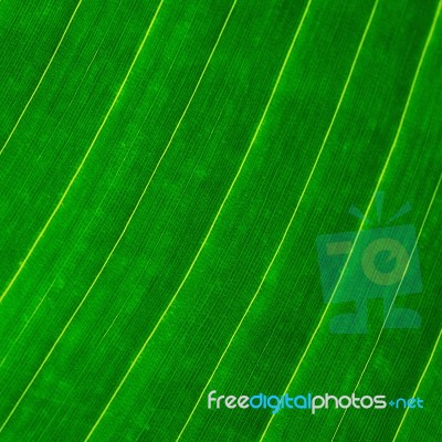 Leaf Abstract Stock Photo