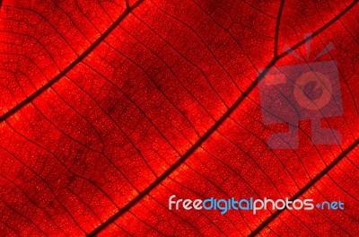 Leaf Abstract Stock Photo