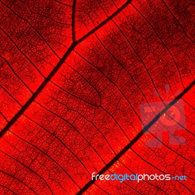 Leaf Abstract Stock Photo