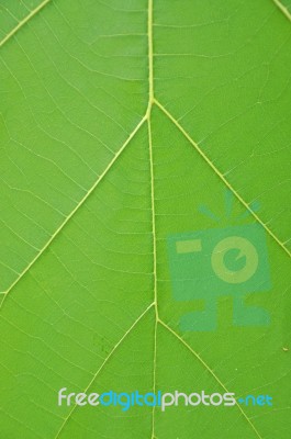 Leaf Background Stock Photo