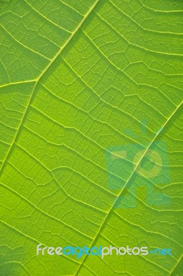 Leaf Background Stock Photo