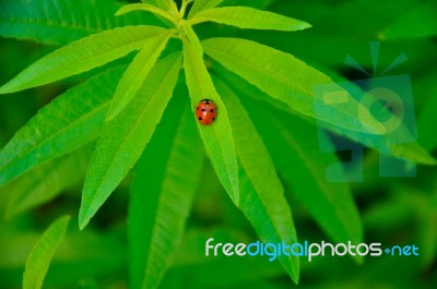 Leaf Beetle Stock Photo