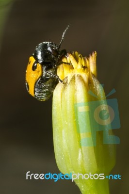 Leaf Beetle (lachnaia Paradoxa) Stock Photo