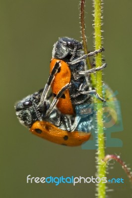 Leaf Beetles (lachnaia Paradoxa) Mating Stock Photo