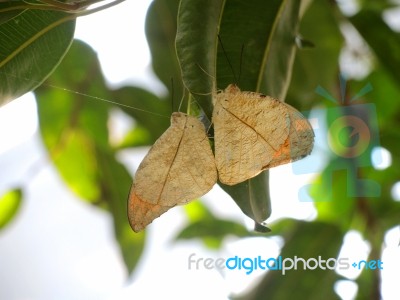 Leaf Butterfly Stock Photo