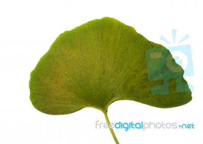 Leaf Ginkgo Biloba Stock Photo