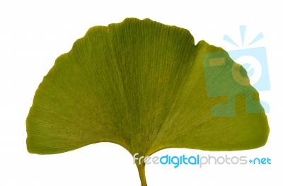 Leaf Ginkgo Biloba Stock Photo