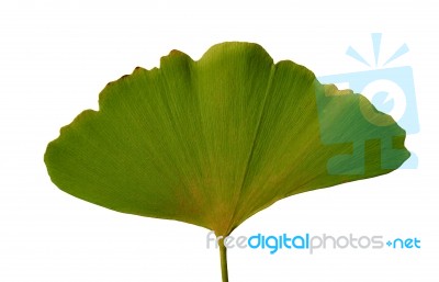 Leaf Ginkgo Biloba Stock Photo