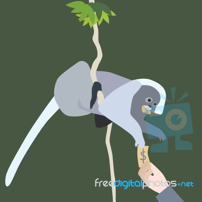 Leaf Monkey Stock Image