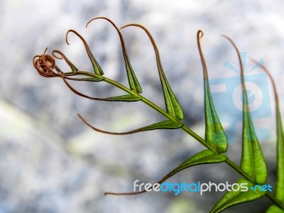 Leaf Of Fern On Stone Background Stock Photo