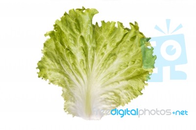 Leaf Of Green Lettuce Stock Photo