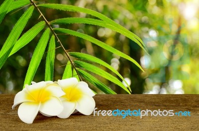 Leaf Of Wild Rattans Found In Rain Forest Whith White And Yellow… Stock Photo