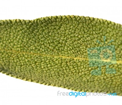 Leaf Sage Tea Stock Photo