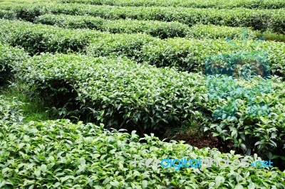 Leaf Tea Farm Stock Photo