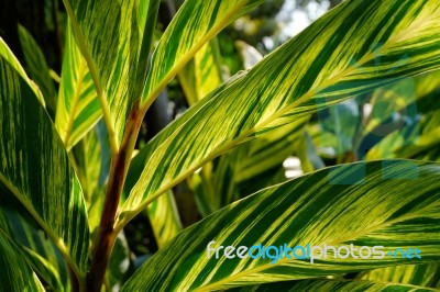 Leaf Texture Background Stock Photo