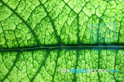 Leaf Vein Texture As Background Stock Photo