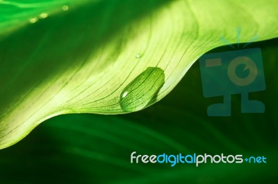 Leaf With Water Drop Stock Photo