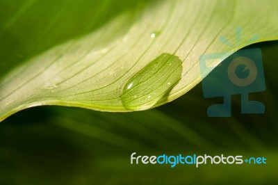 Leaf With Water Drop Stock Photo