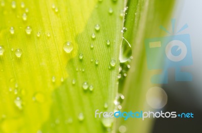 Leaf With Water Drops Stock Photo