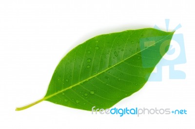 Leaff Stock Photo