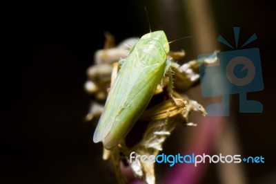 Leafhopper (zygina Nivea) Stock Photo