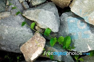 Leafs Growing Through Rocks Stock Photo