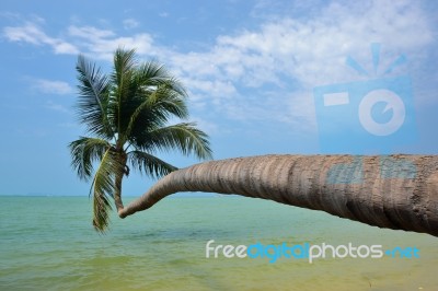 Leaning Palm Tree Stock Photo