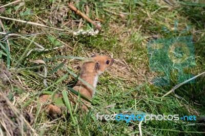 Least Weasel (mustela Nivalis) Stock Photo