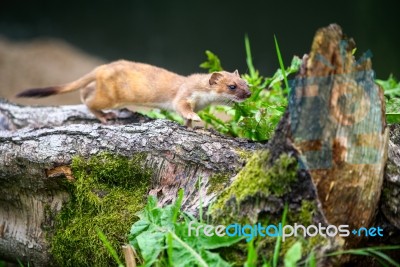 Least Weasel (mustela Nivalis) Stock Photo