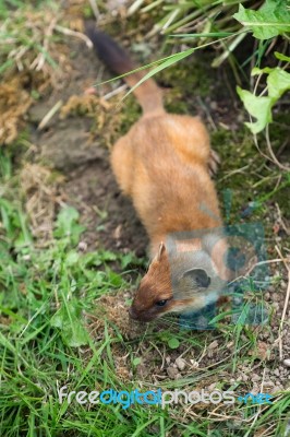 Least Weasel (mustela Nivalis) Stock Photo