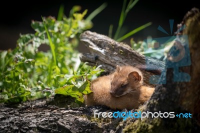 Least Weasel (mustela Nivalis) Stock Photo