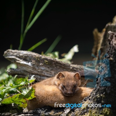 Least Weasel (mustela Nivalis) Stock Photo