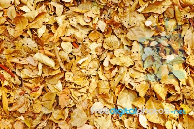 Leaves Stock Photo