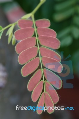 Leaves Stock Photo