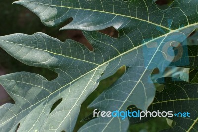 Leaves Stock Photo